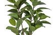 Miniatuur Kunstmatige groene plant Rubberboom 3