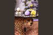 Miniatuur Meerkleurige salontafel van hars Dope as Hell 3